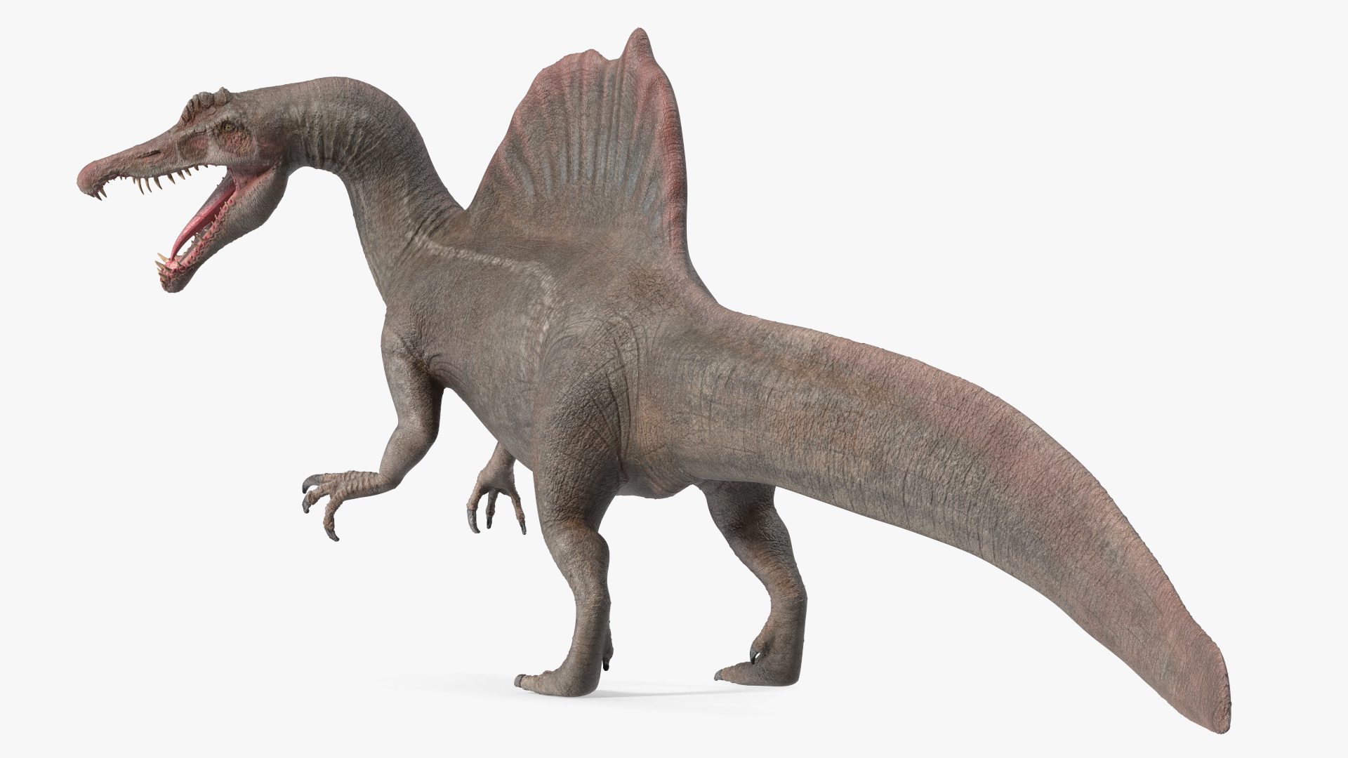 Spinosaurus Roaring Pose 3D model