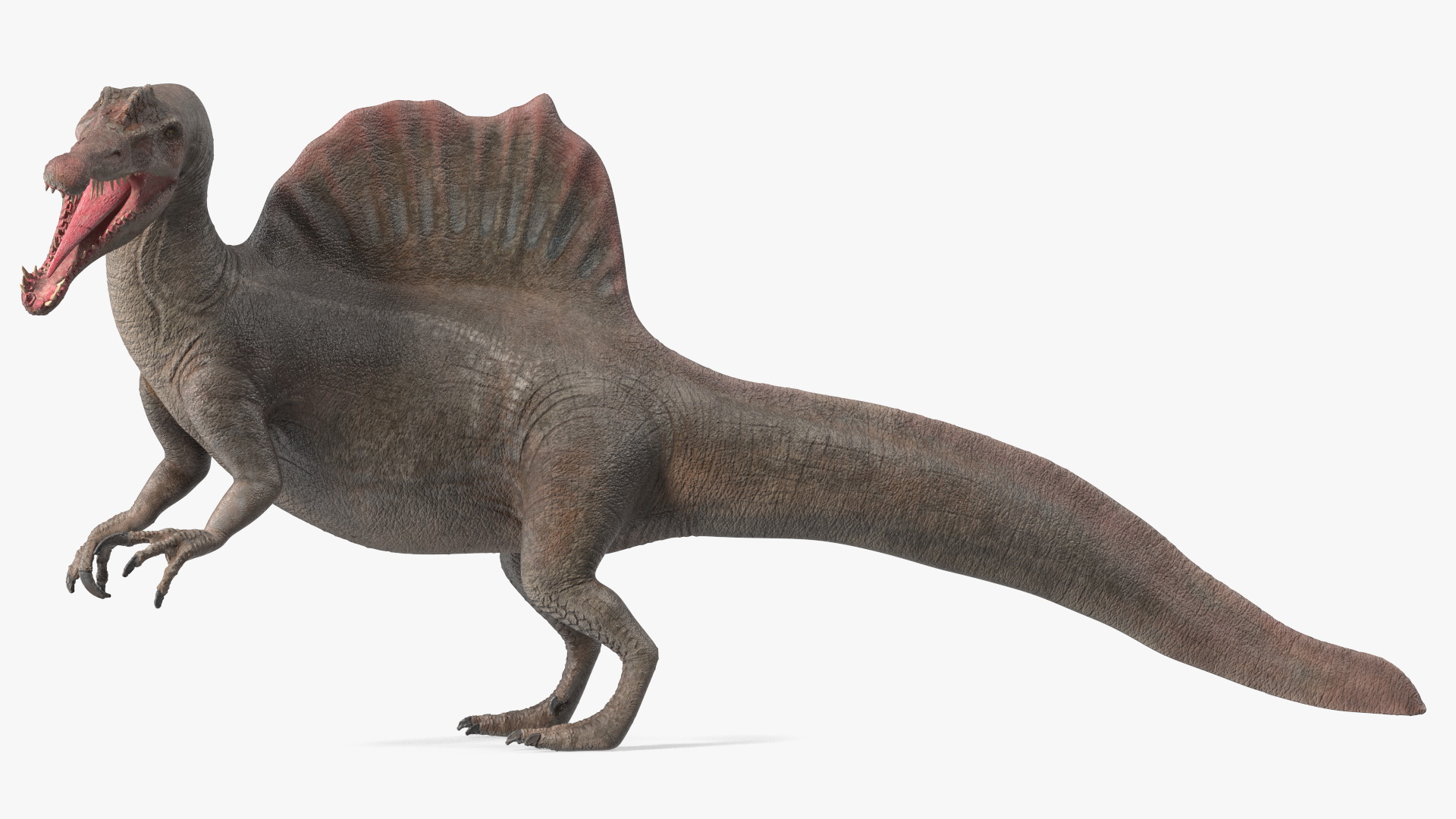 Spinosaurus Roaring Pose 3D model