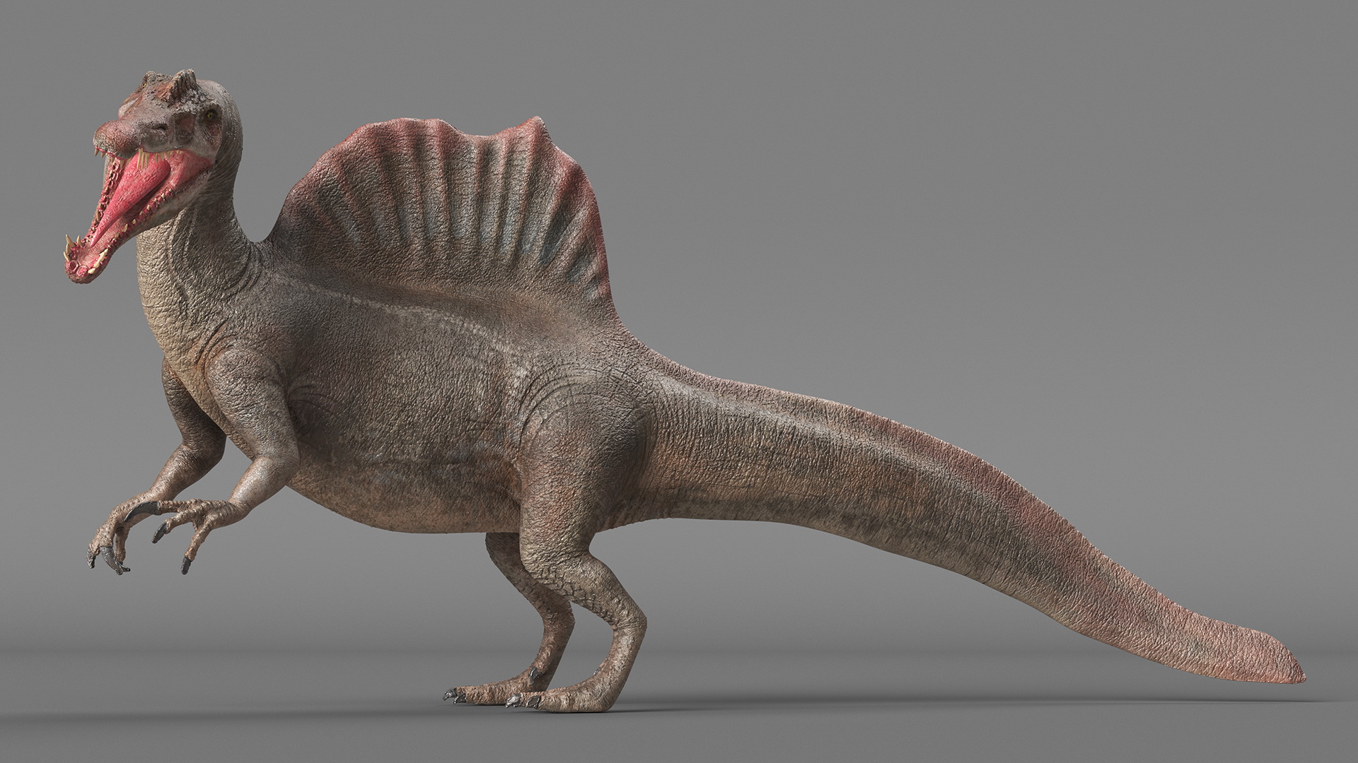 Spinosaurus Roaring Pose 3D model