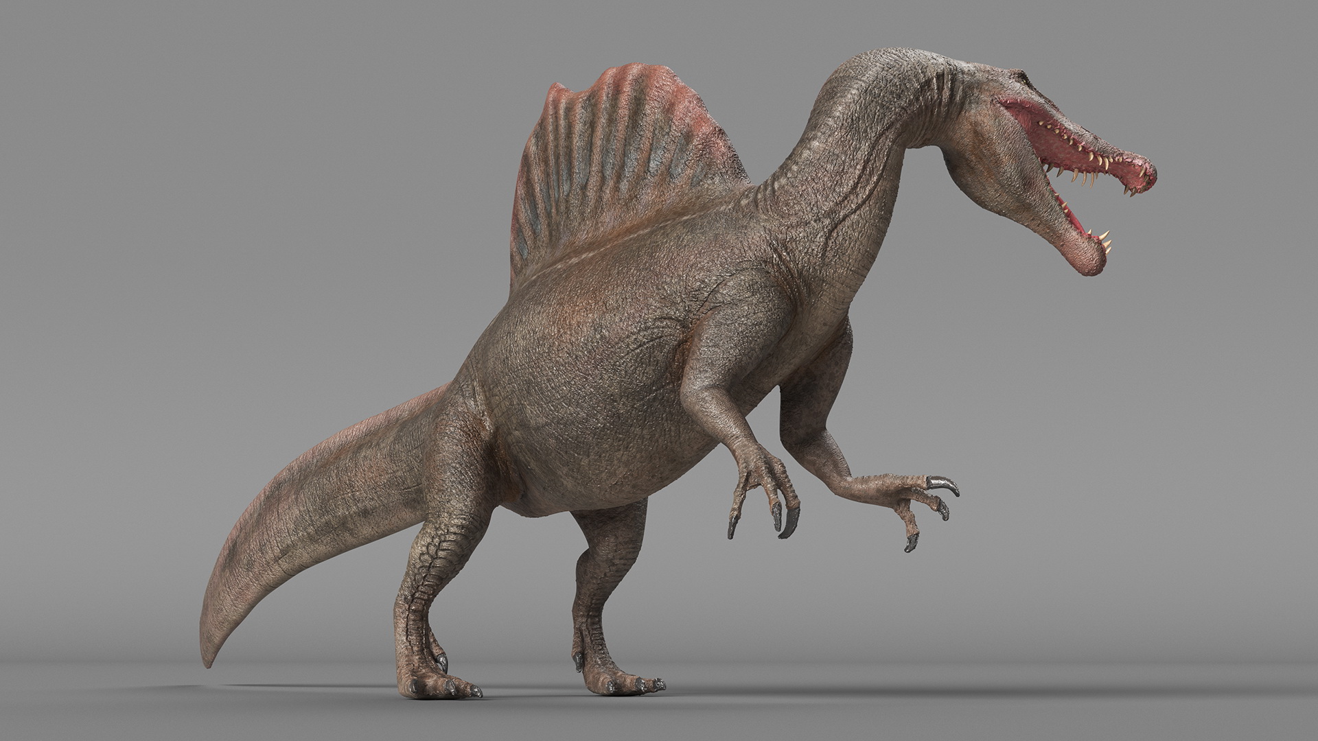 Spinosaurus Roaring Pose 3D model