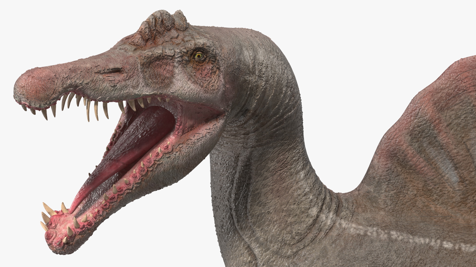 Spinosaurus Roaring Pose 3D model