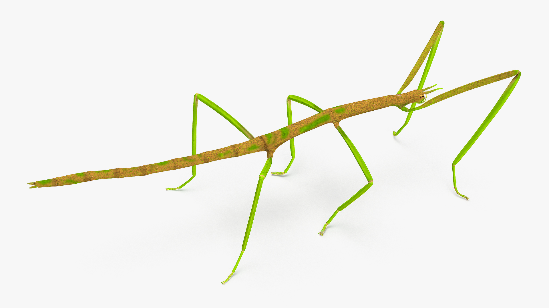 3D Phasmatodea Stick Insect Rigged