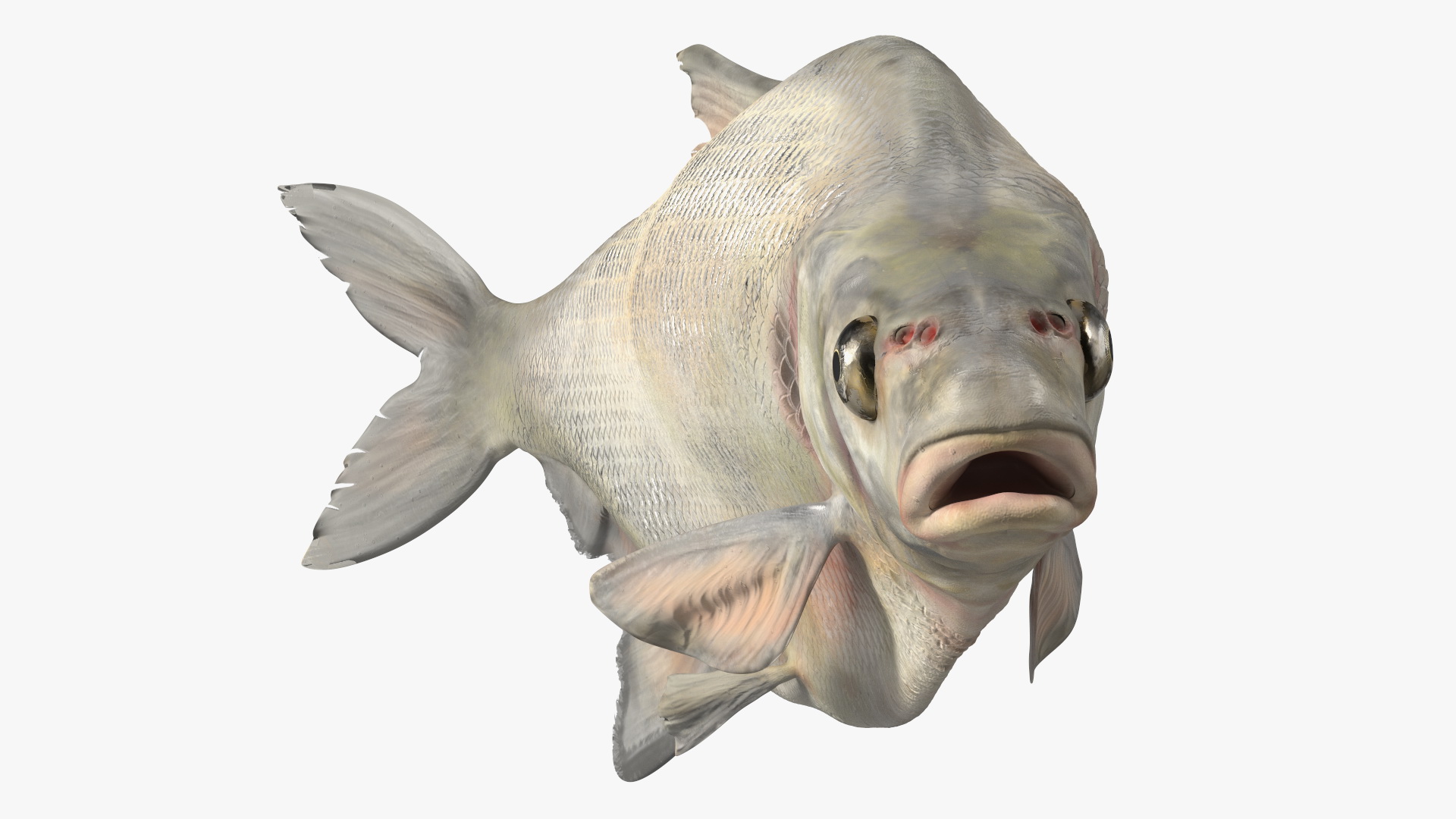 3D Silver Bream Fish Rigged for Cinema 4D model