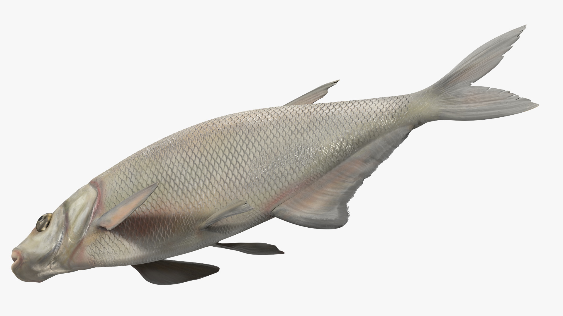 3D Silver Bream Fish Rigged for Cinema 4D model