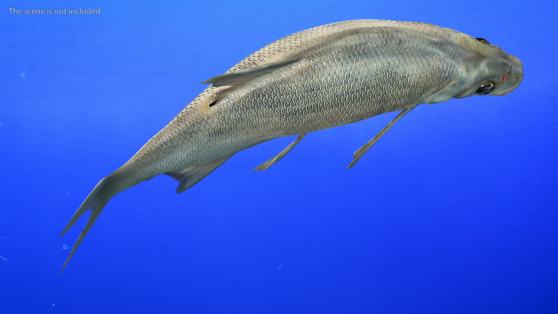 3D Silver Bream Fish Rigged for Cinema 4D model
