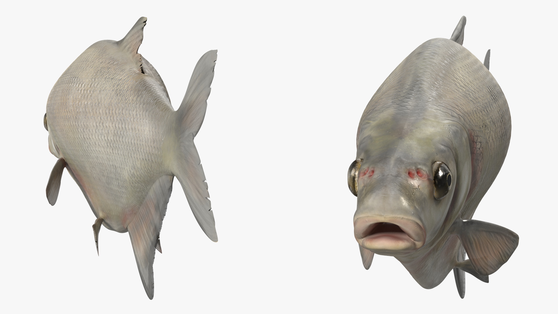 3D Silver Bream Fish Rigged for Cinema 4D model