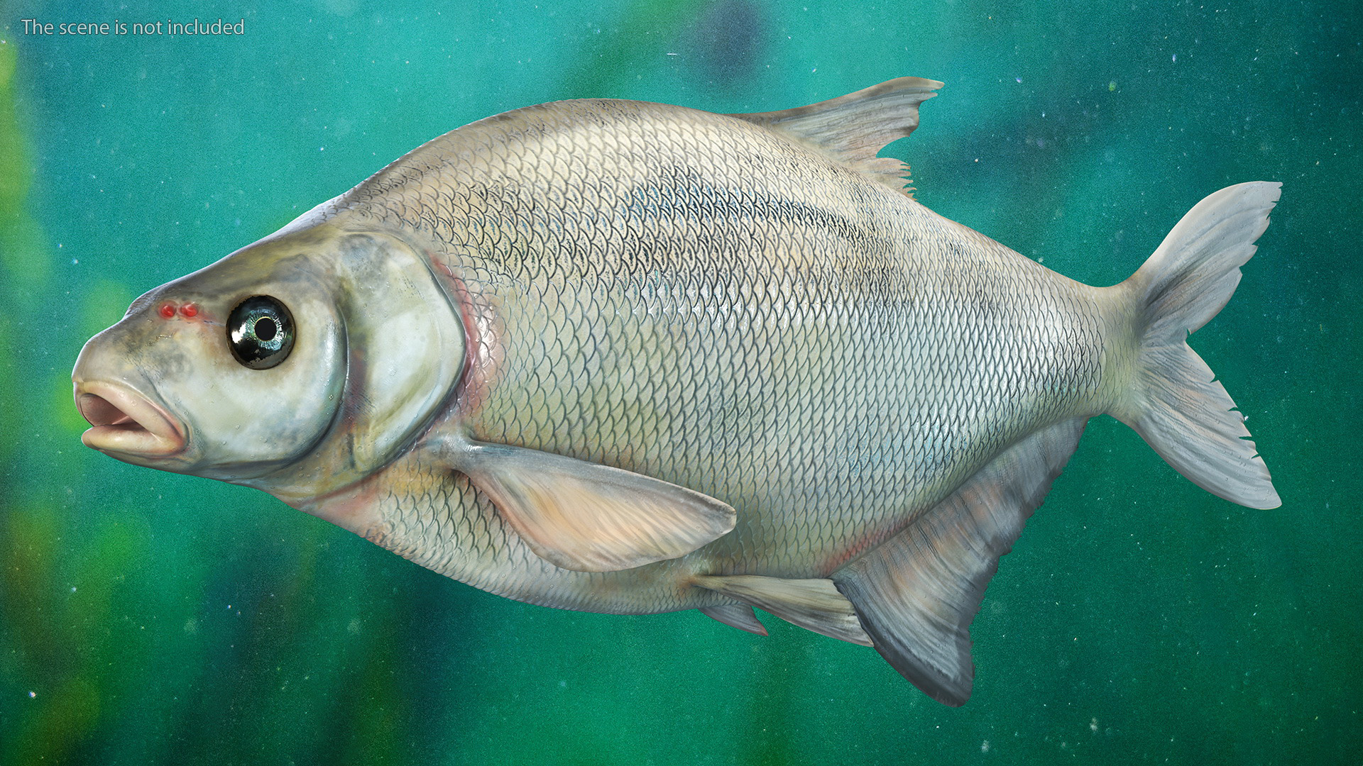 3D Silver Bream Fish Rigged for Cinema 4D model