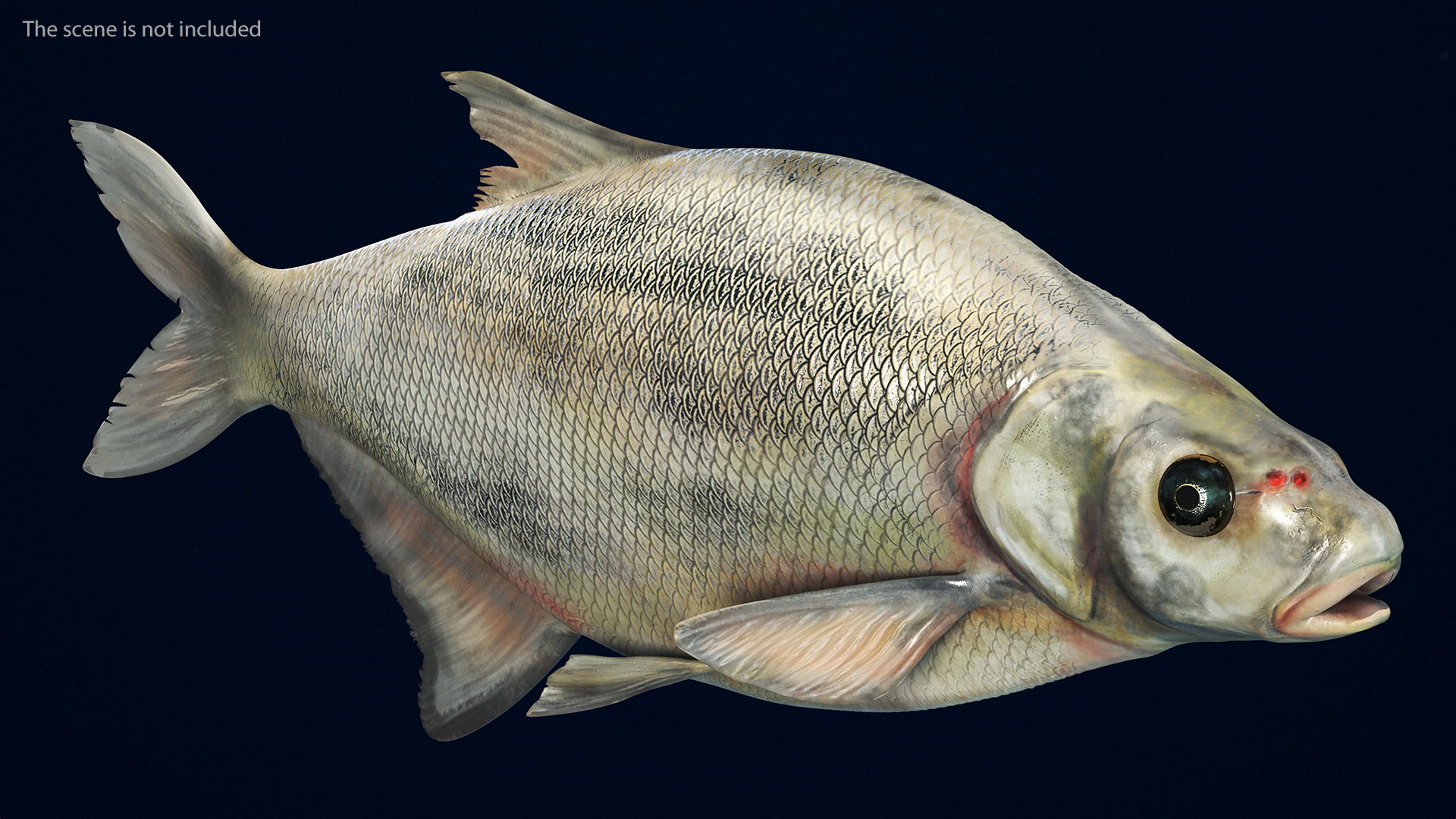 3D Silver Bream Fish Rigged for Cinema 4D model