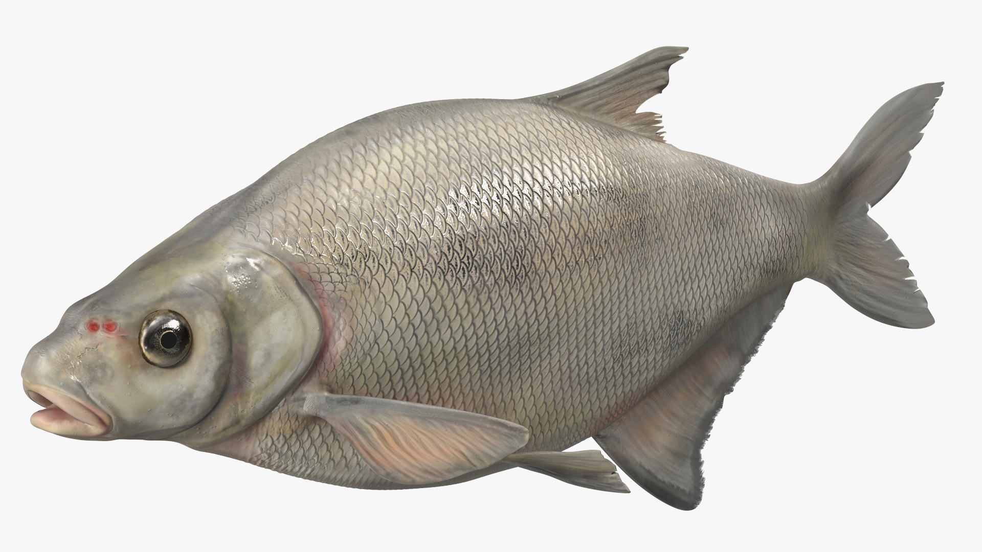 3D Silver Bream Fish Rigged for Cinema 4D model