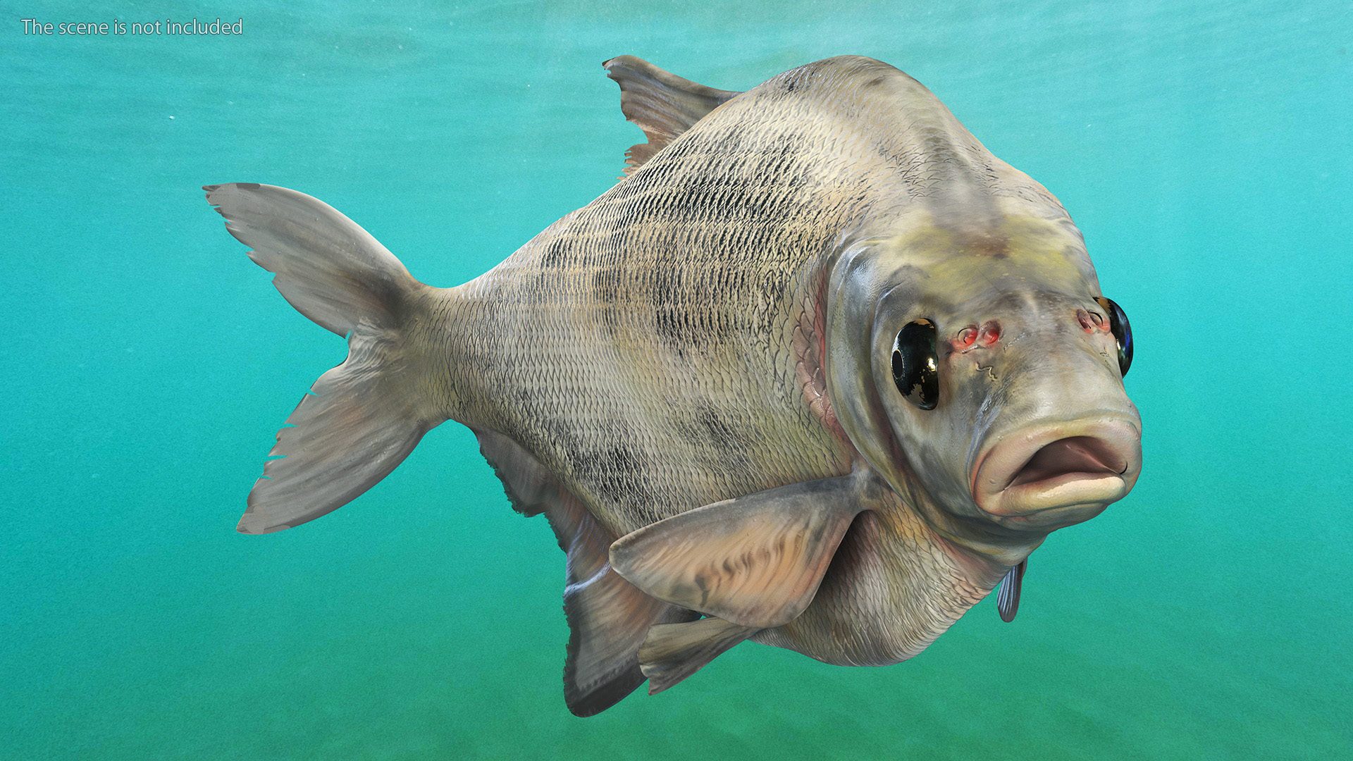3D Silver Bream Fish Rigged for Cinema 4D model