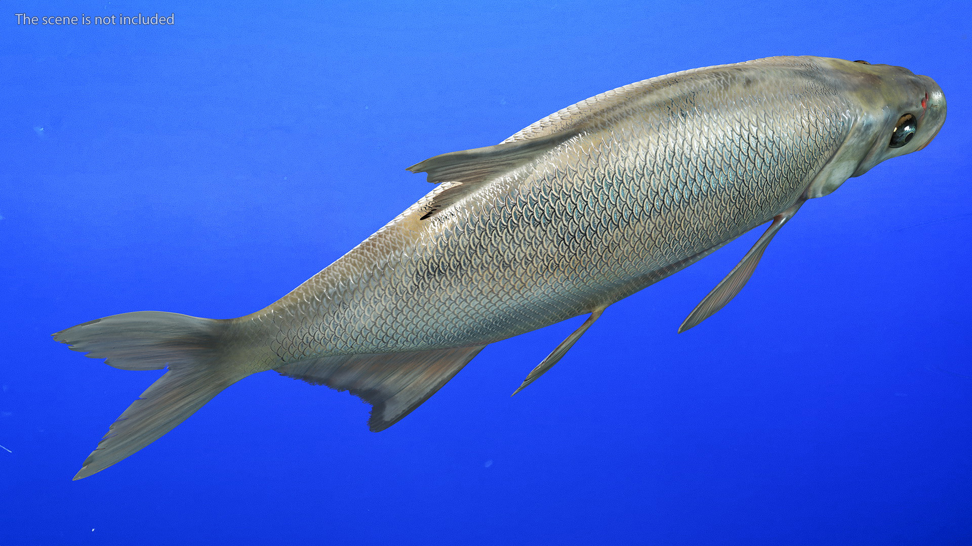 3D Silver Bream Fish Rigged for Cinema 4D model