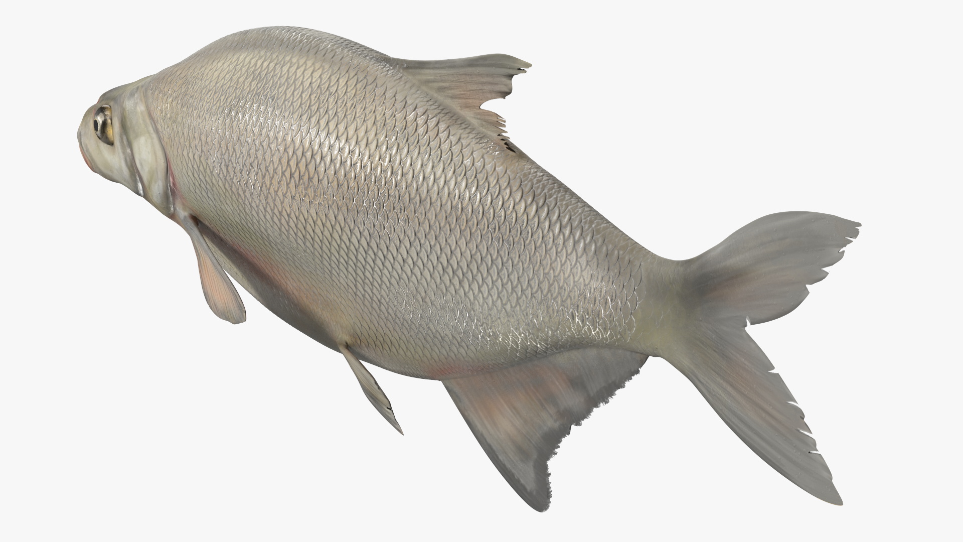 3D Silver Bream Fish Rigged for Cinema 4D model