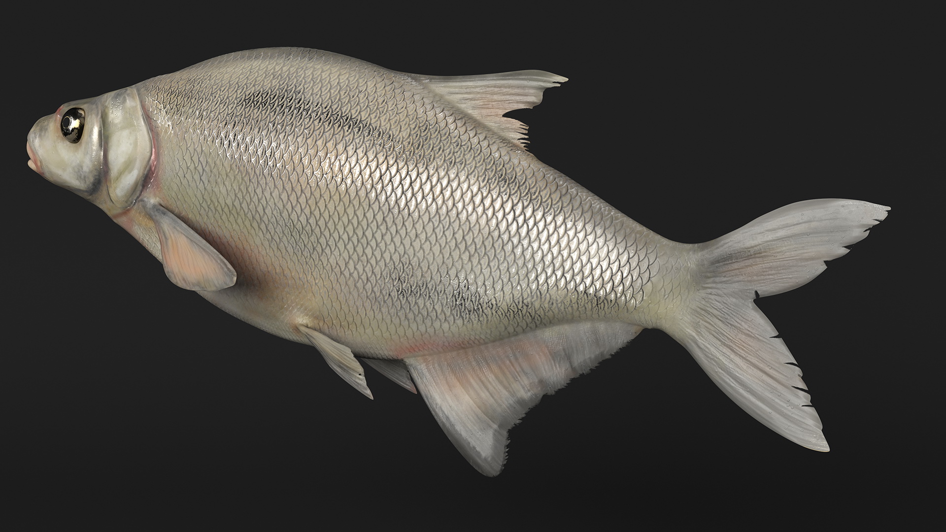 3D Silver Bream Fish Rigged for Cinema 4D model