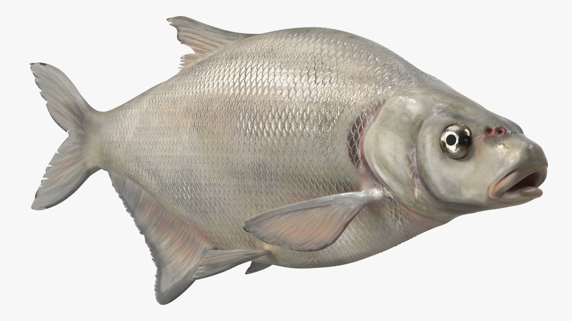 3D Silver Bream Fish Rigged for Cinema 4D model