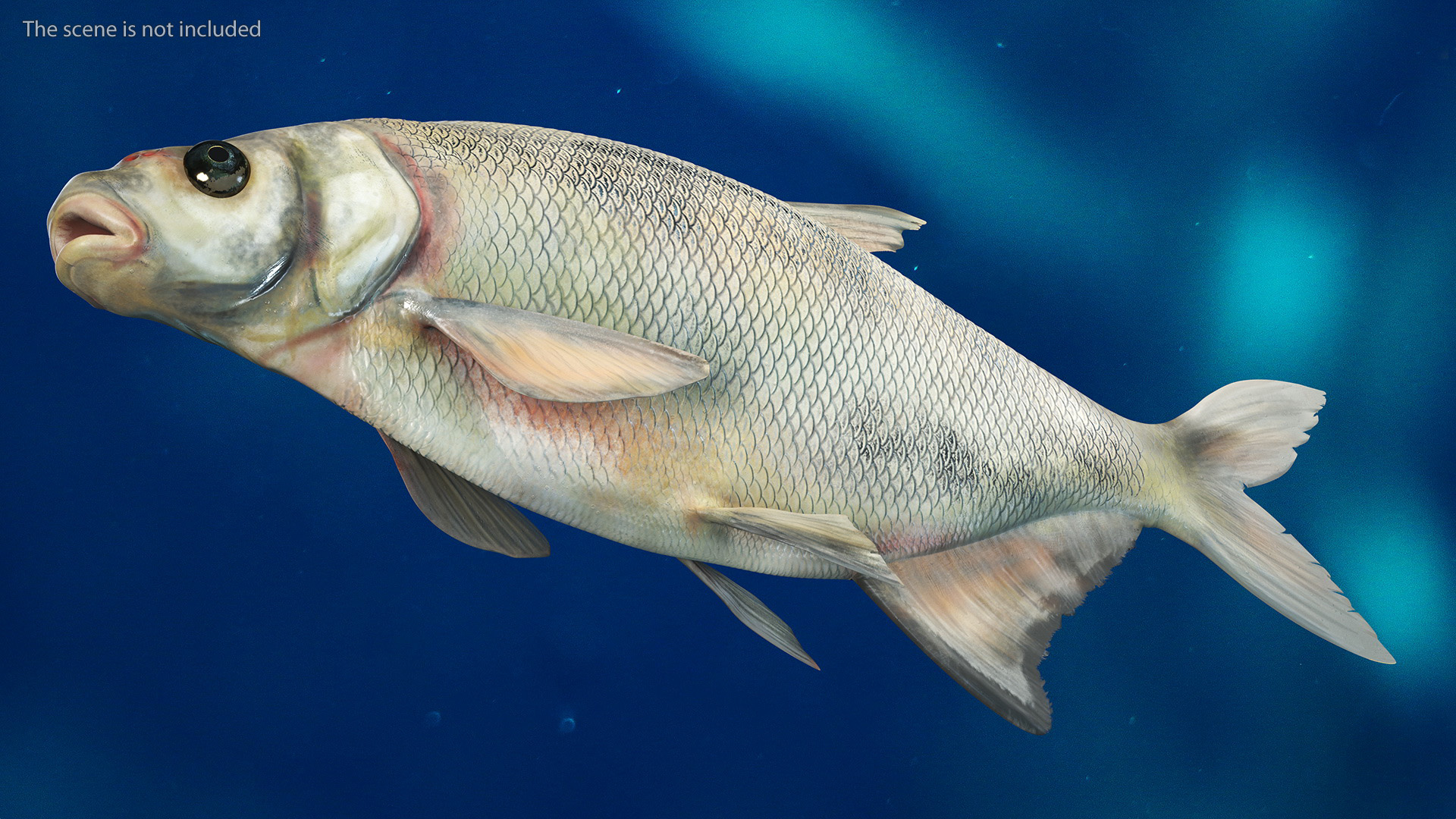3D Silver Bream Fish Rigged for Cinema 4D model