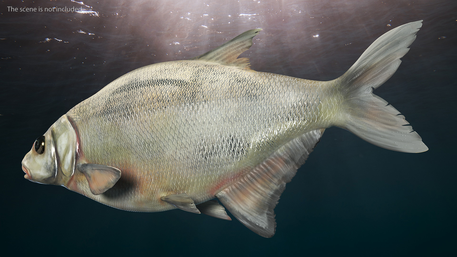 3D Silver Bream Fish Rigged for Cinema 4D model