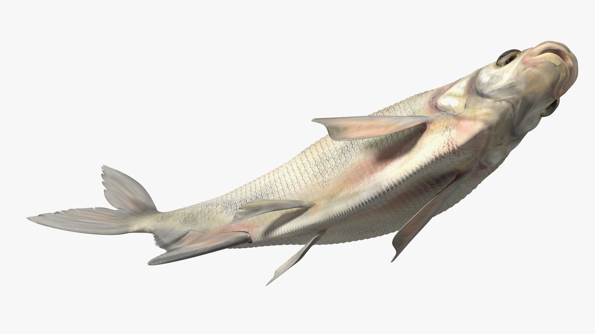 3D Silver Bream Fish Rigged for Cinema 4D model