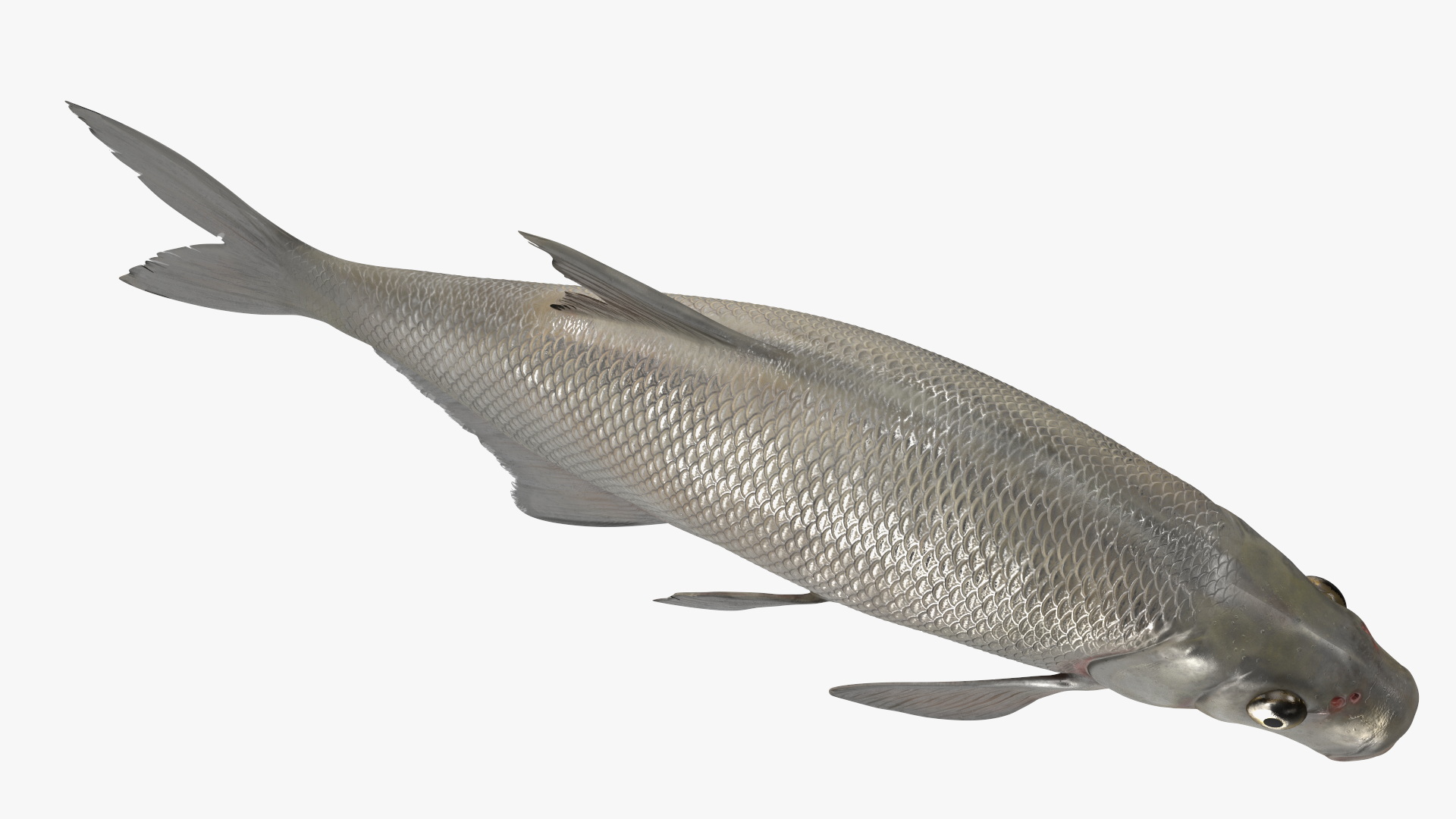 3D Silver Bream Fish Rigged for Cinema 4D model