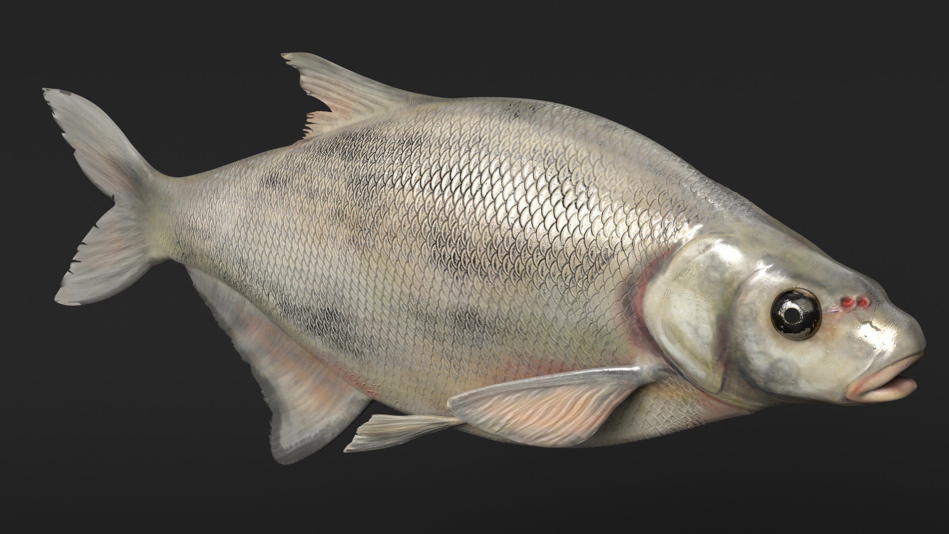 3D Silver Bream Fish Rigged for Cinema 4D model