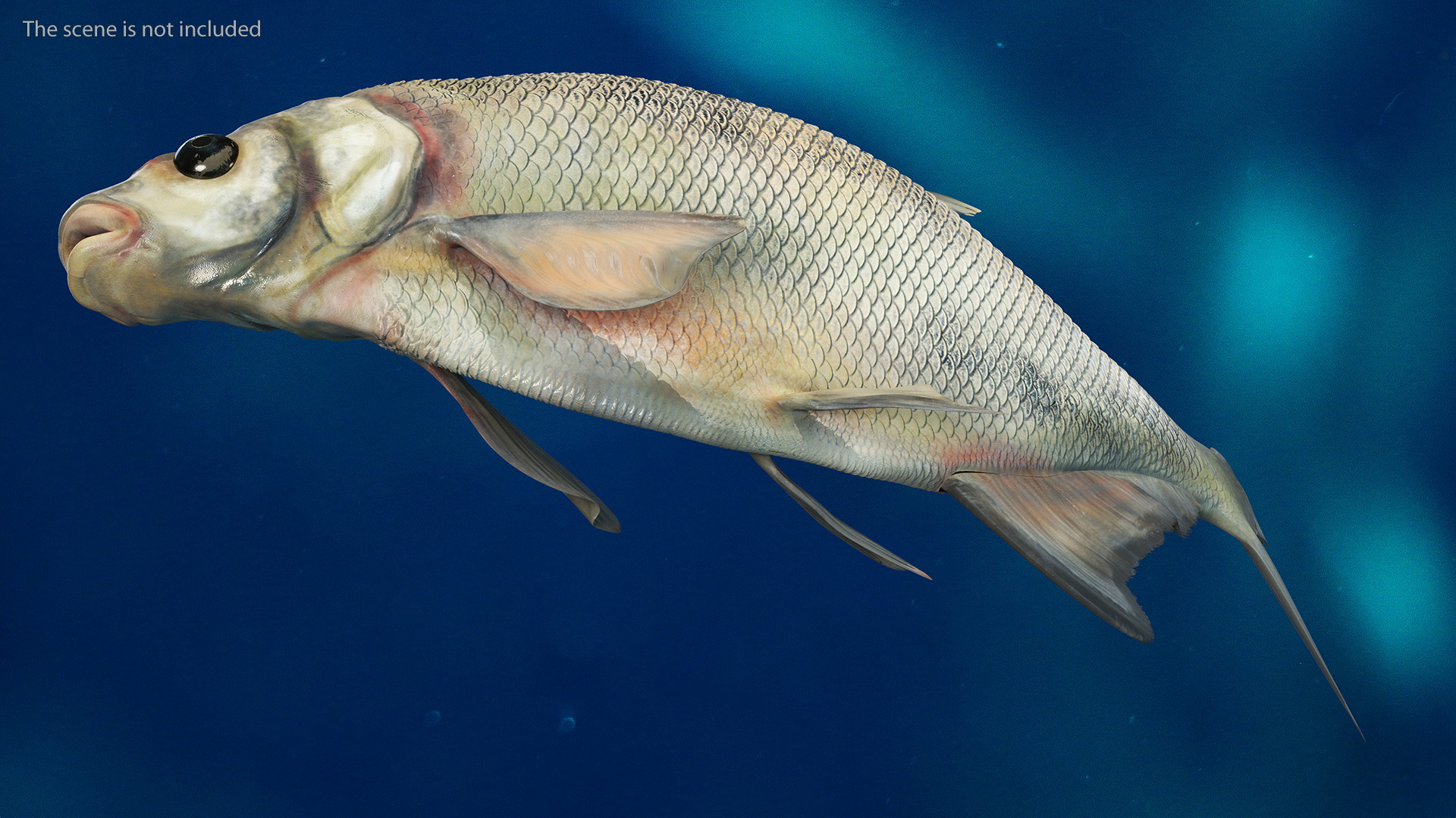 3D Silver Bream Fish Rigged for Cinema 4D model
