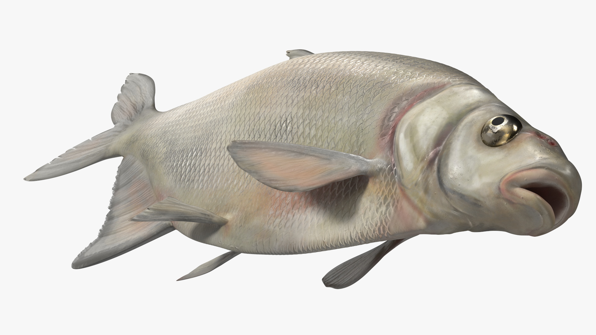 3D Silver Bream Fish Rigged for Cinema 4D model