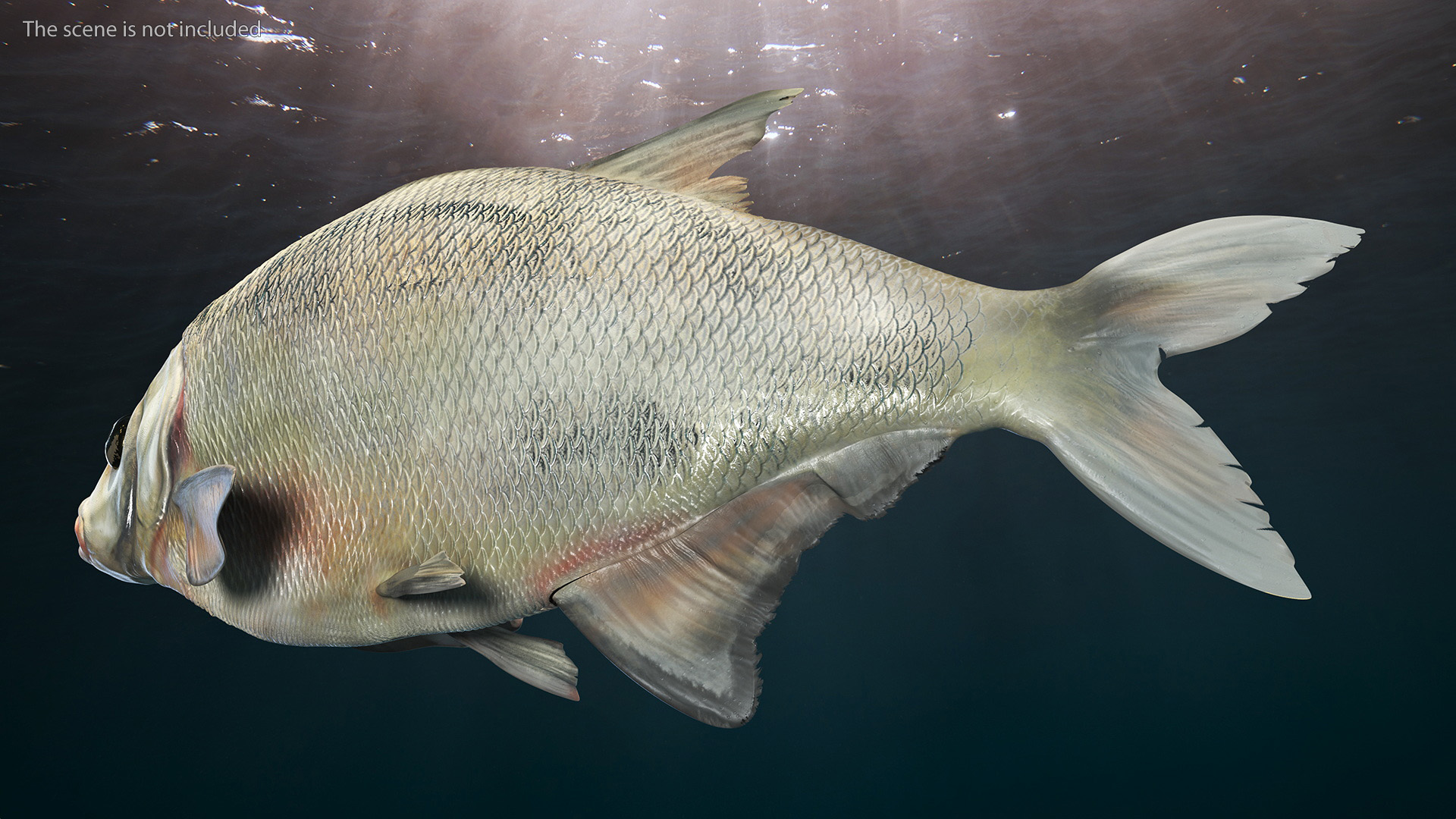 3D Silver Bream Fish Rigged for Cinema 4D model