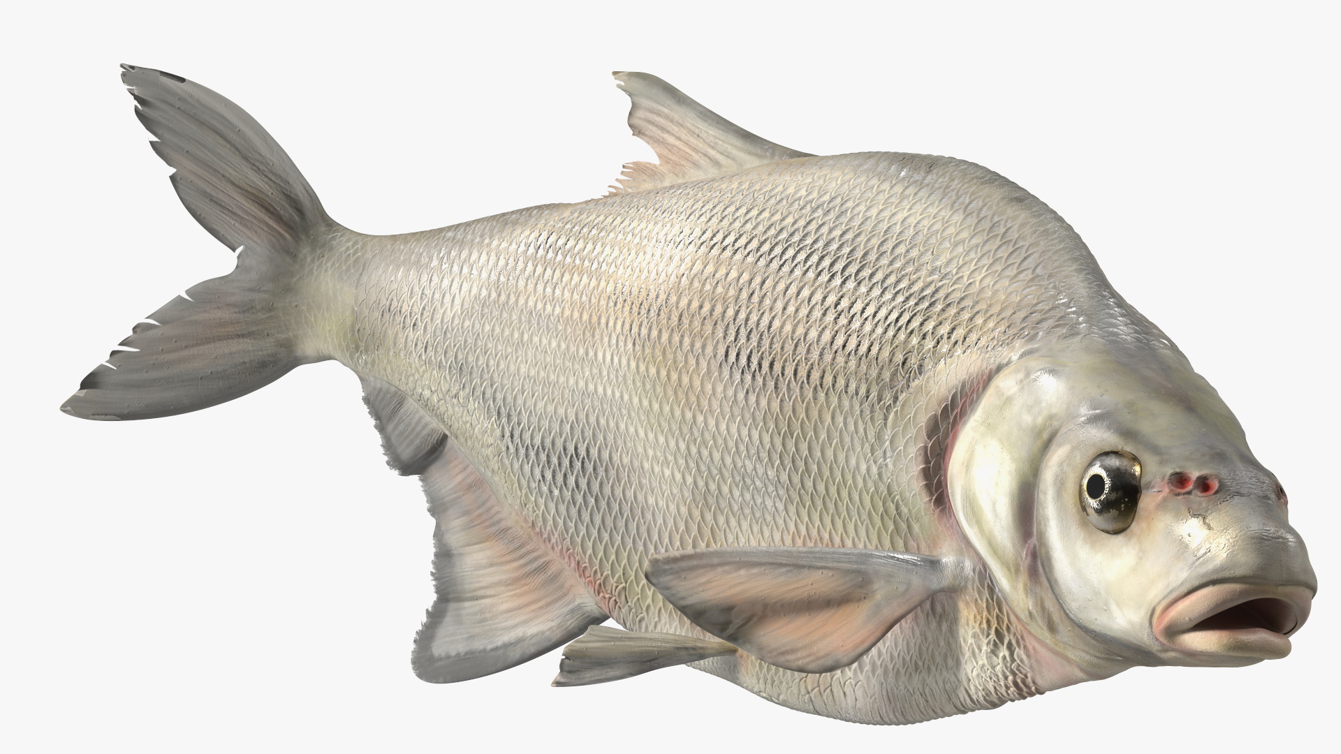 3D Silver Bream Fish Rigged for Cinema 4D model