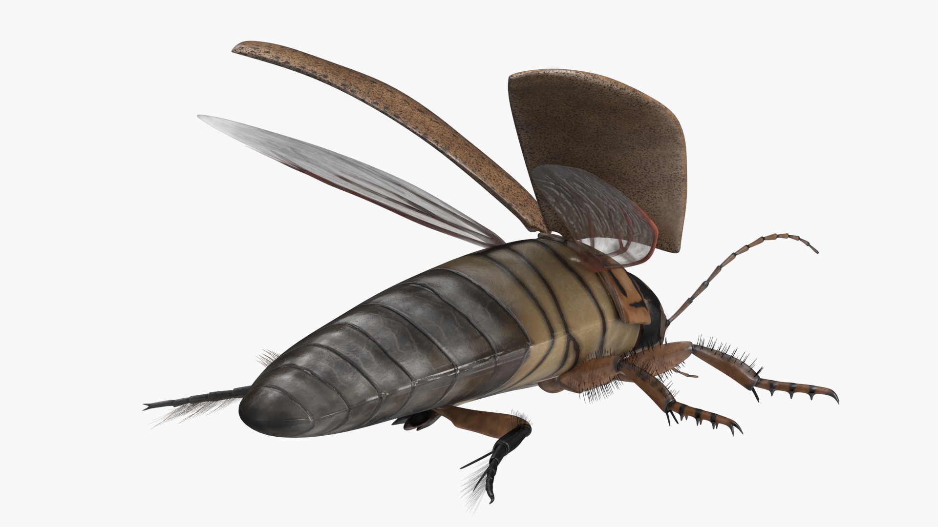 Insect Water Beetle Beige Realistic Rigged 3D