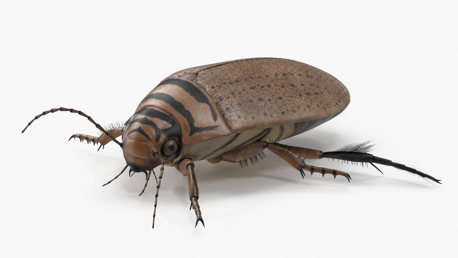 Insect Water Beetle Beige Realistic Rigged 3D
