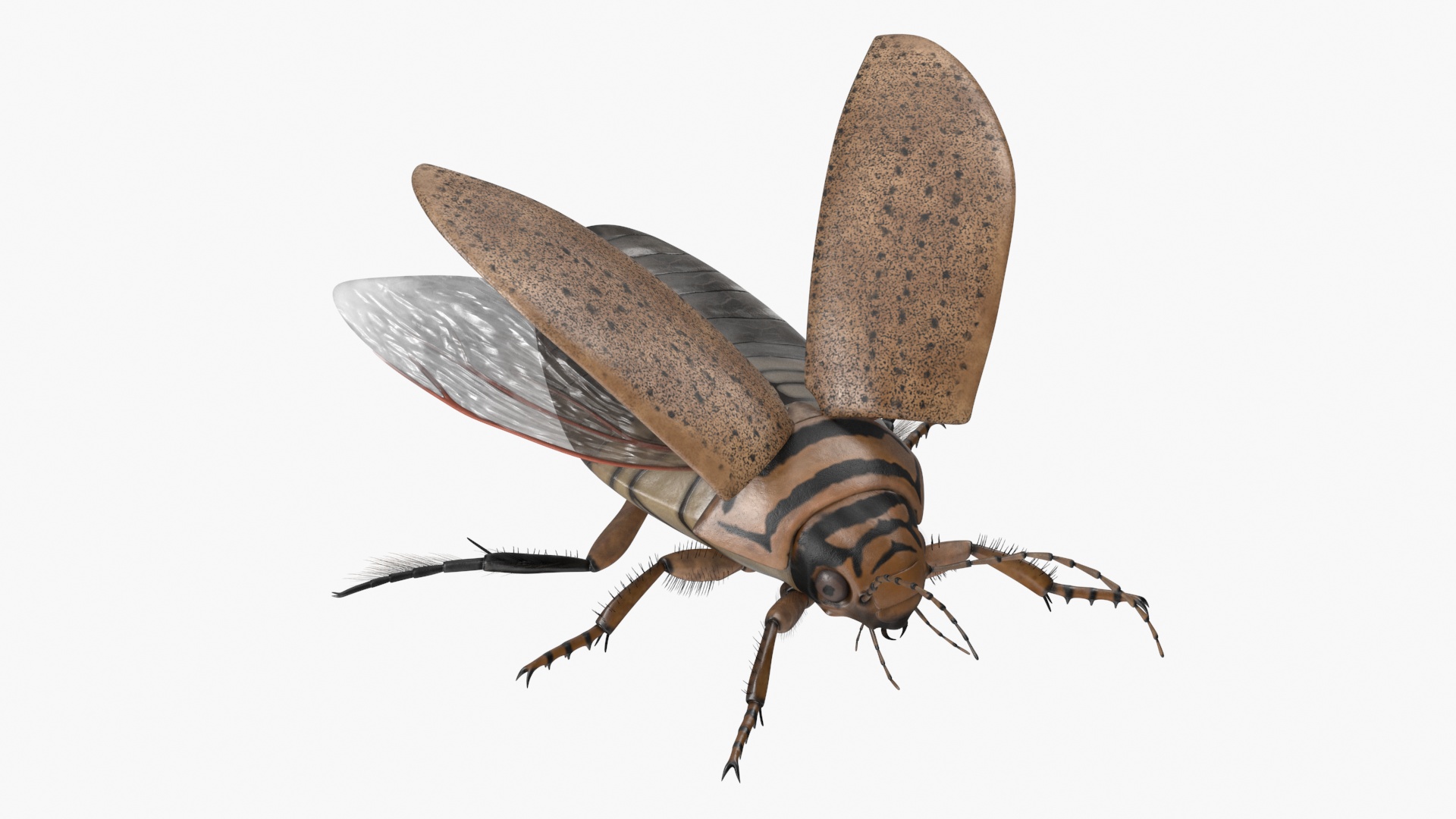 Insect Water Beetle Beige Realistic Rigged 3D