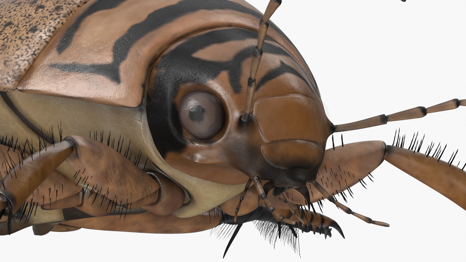 Insect Water Beetle Beige Realistic Rigged 3D