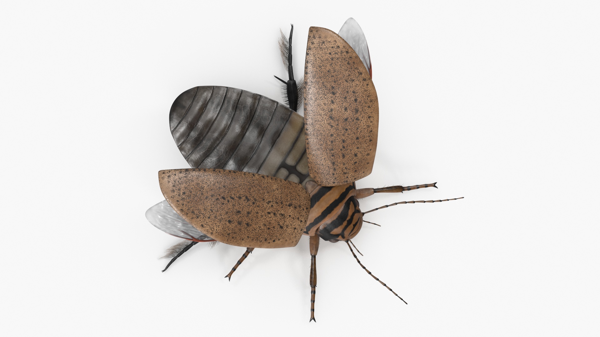 Insect Water Beetle Beige Realistic Rigged 3D