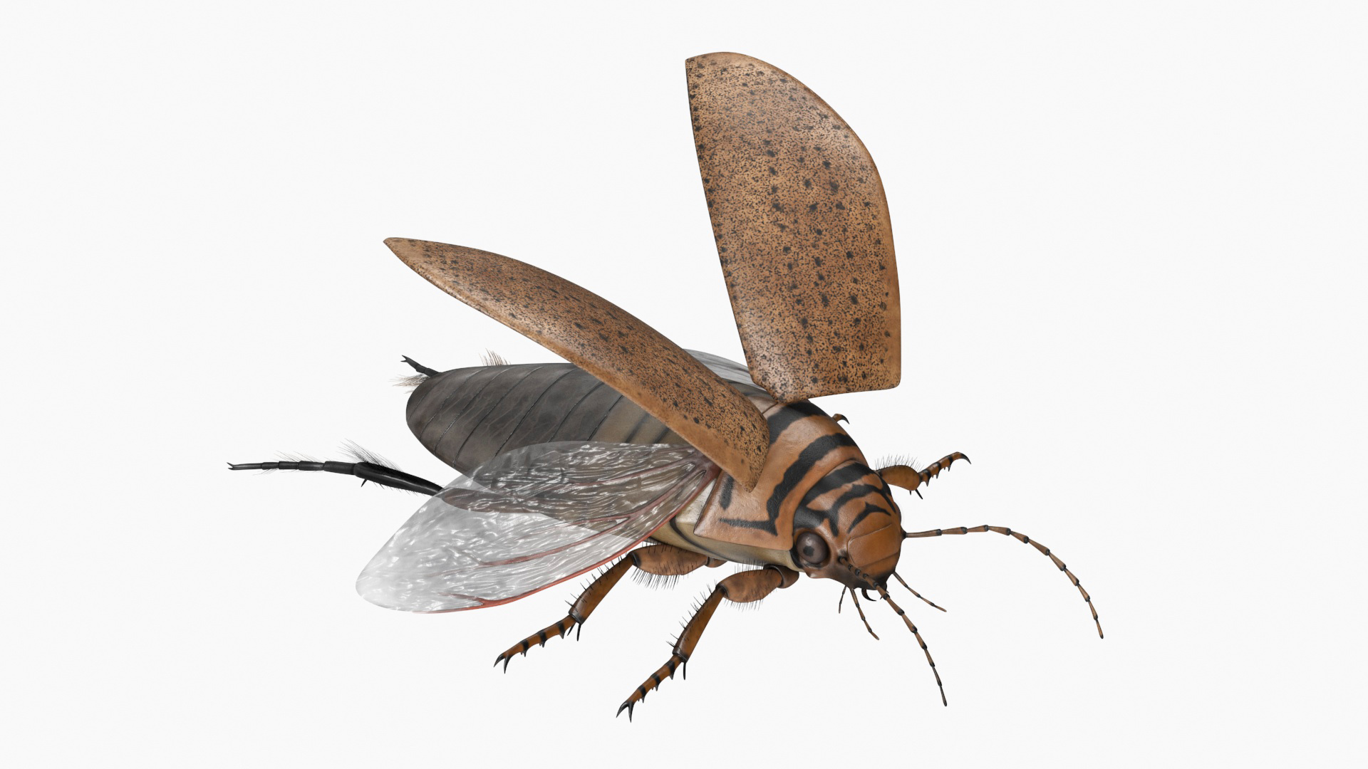 Insect Water Beetle Beige Realistic Rigged 3D