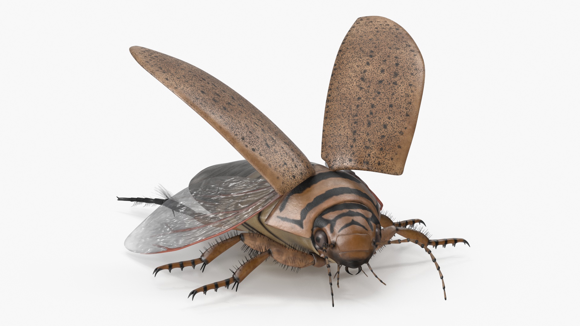 Insect Water Beetle Beige Realistic Rigged 3D