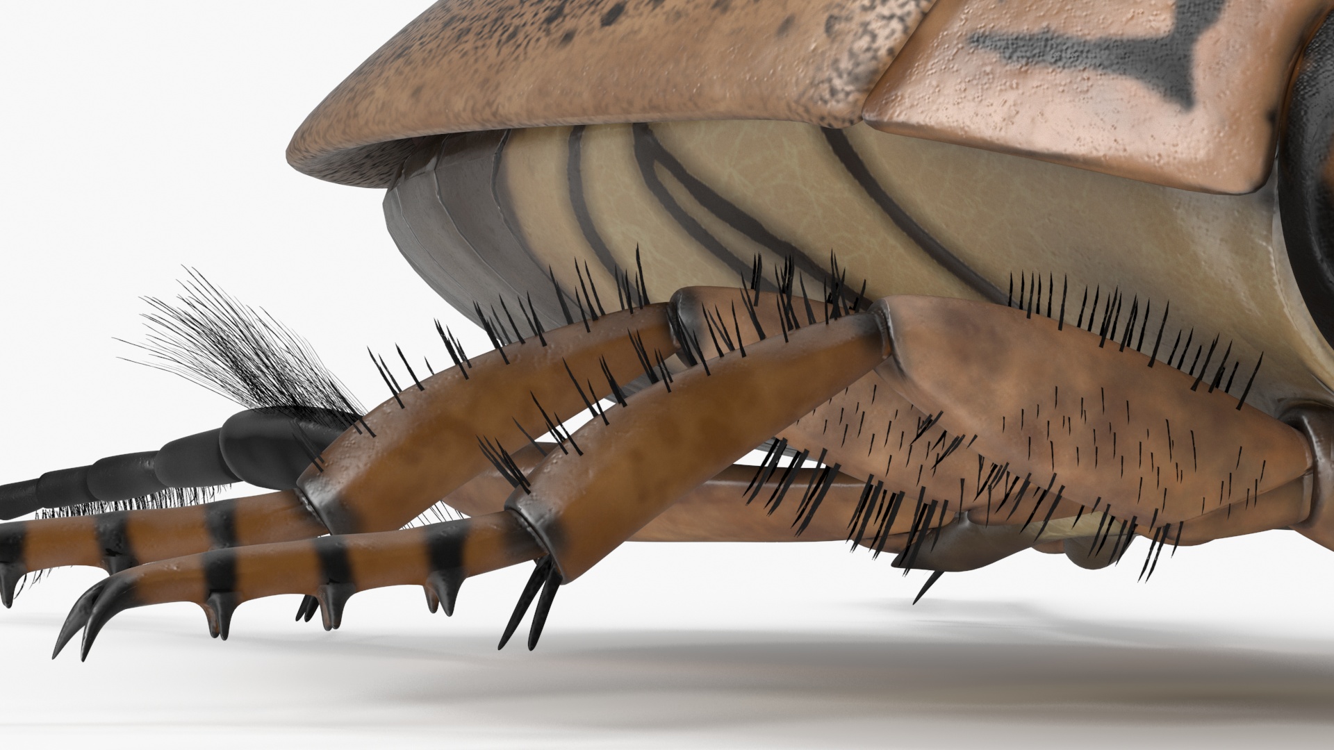 Insect Water Beetle Beige Realistic Rigged 3D