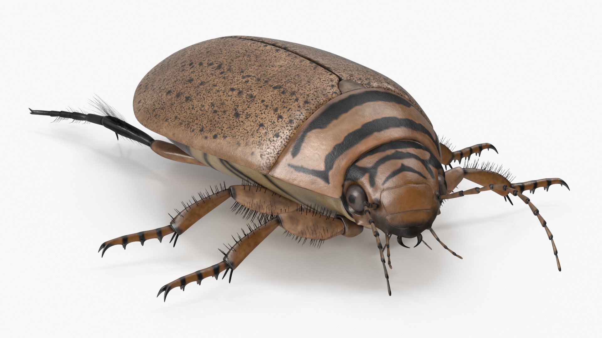 Insect Water Beetle Beige Realistic Rigged 3D