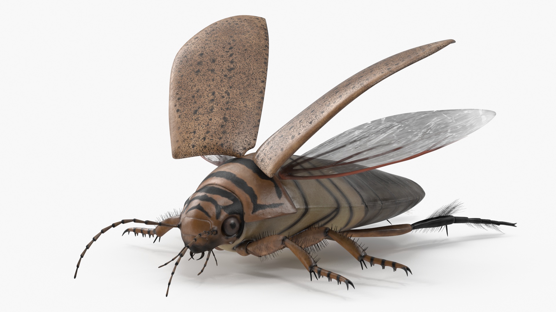 Insect Water Beetle Beige Realistic Rigged 3D
