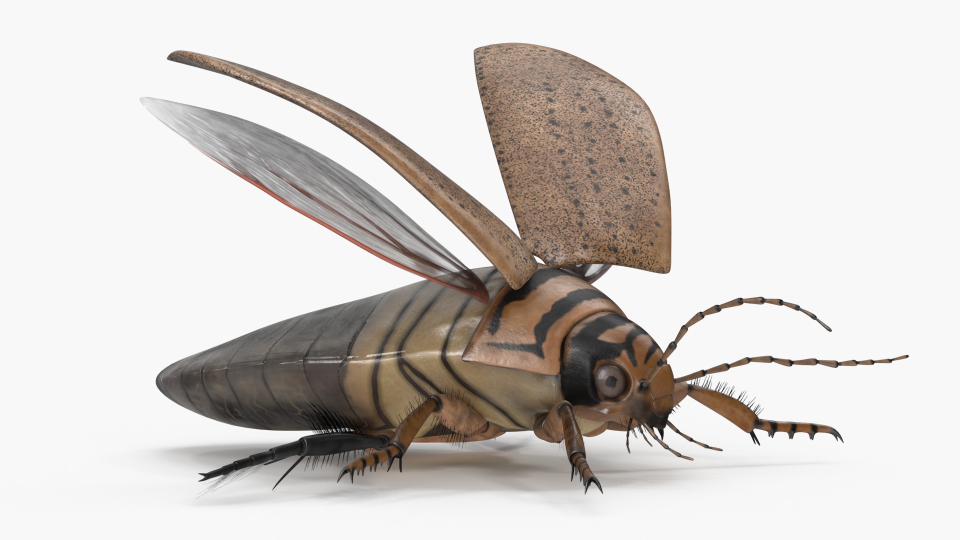 Insect Water Beetle Beige Realistic Rigged 3D