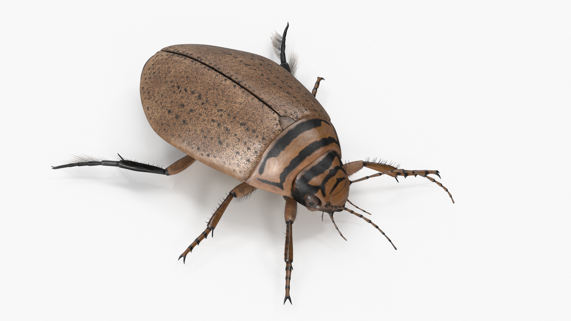 Insect Water Beetle Beige Realistic Rigged 3D