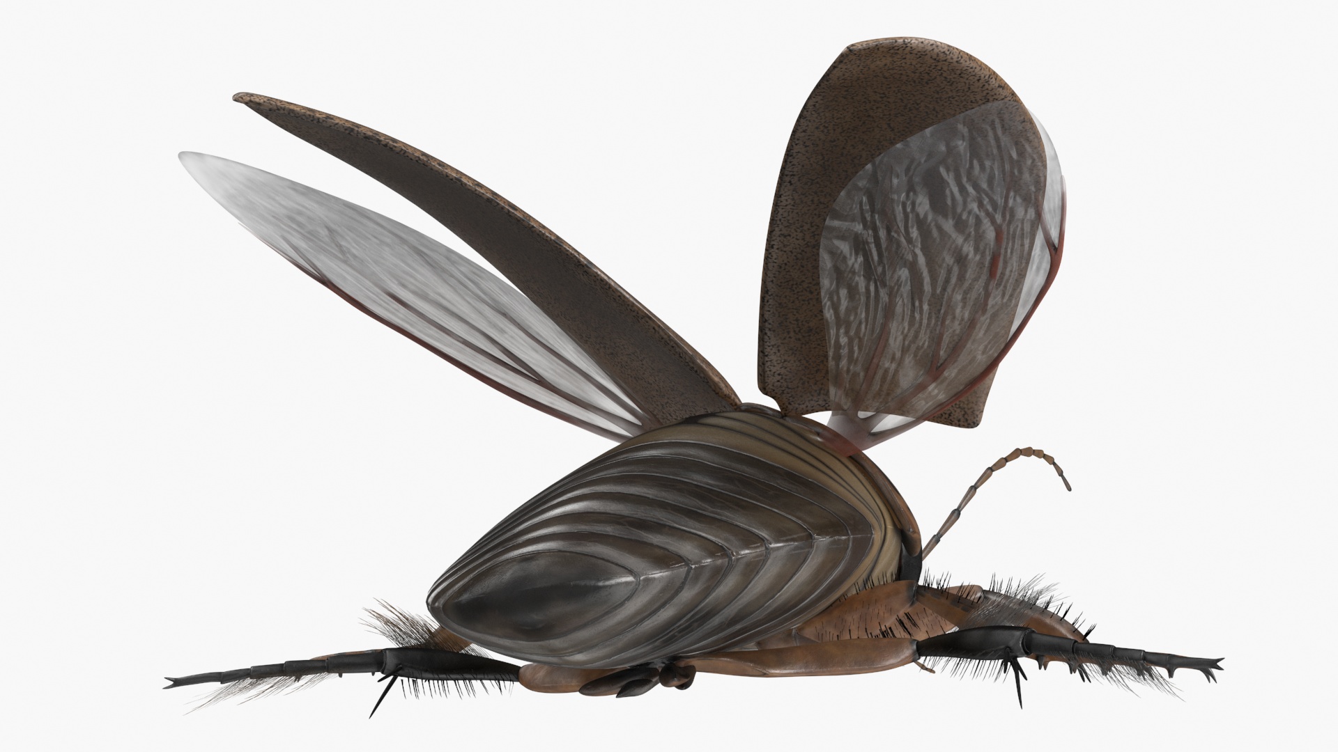 Insect Water Beetle Beige Realistic Rigged 3D