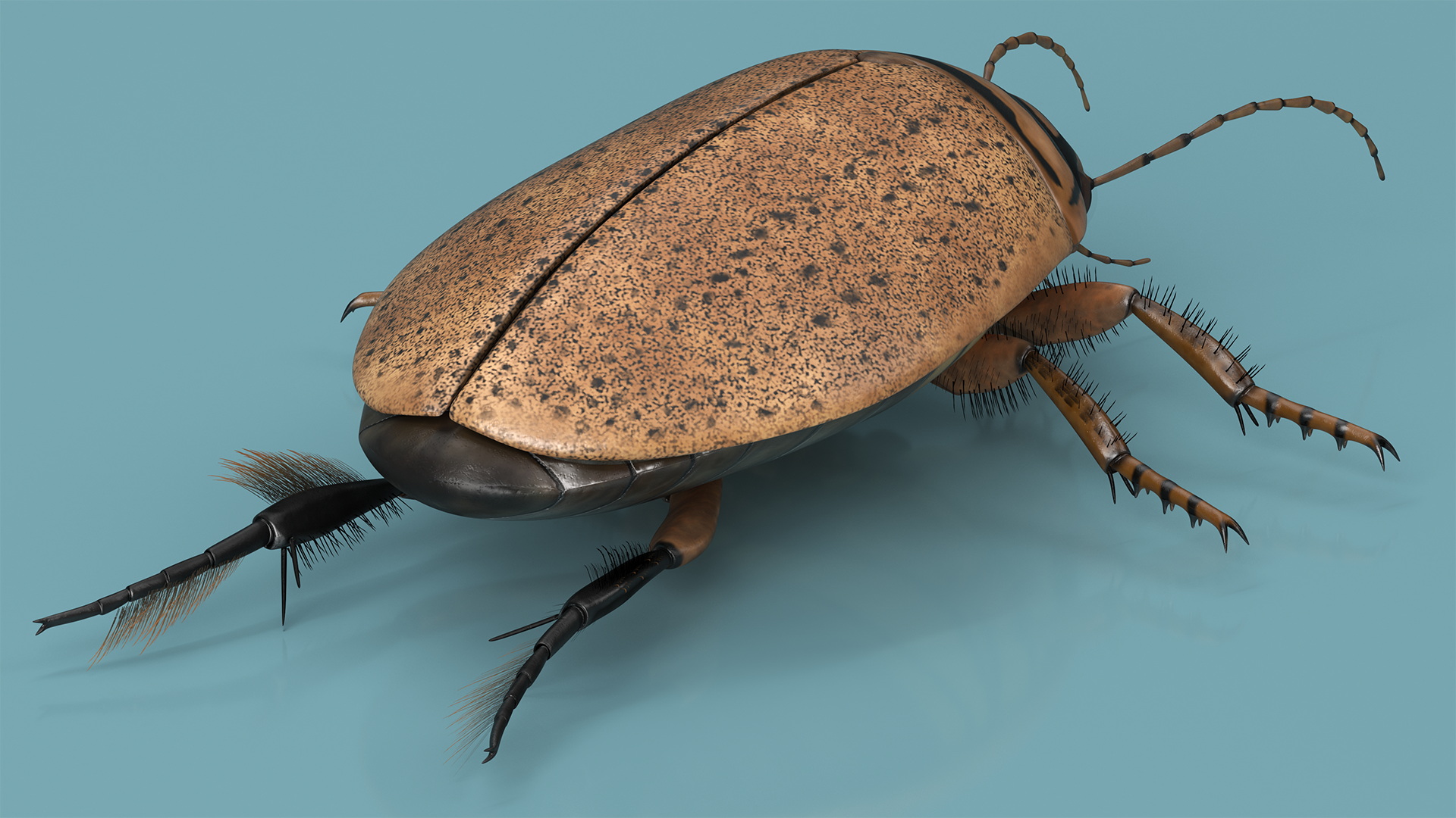 Insect Water Beetle Beige Realistic Rigged 3D