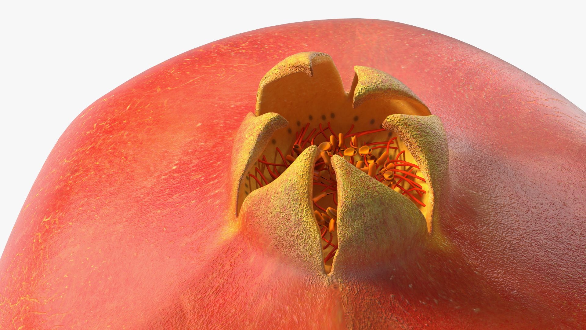 Fresh Pomegranate 3D