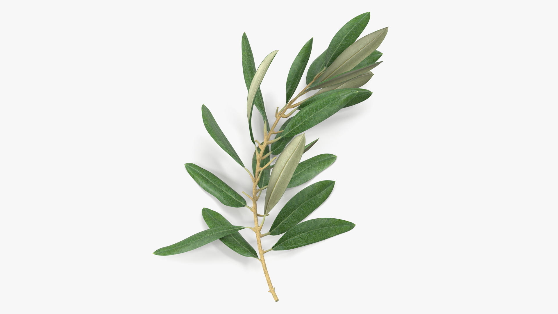 3D Olive Tree Branch No Olives Lying model