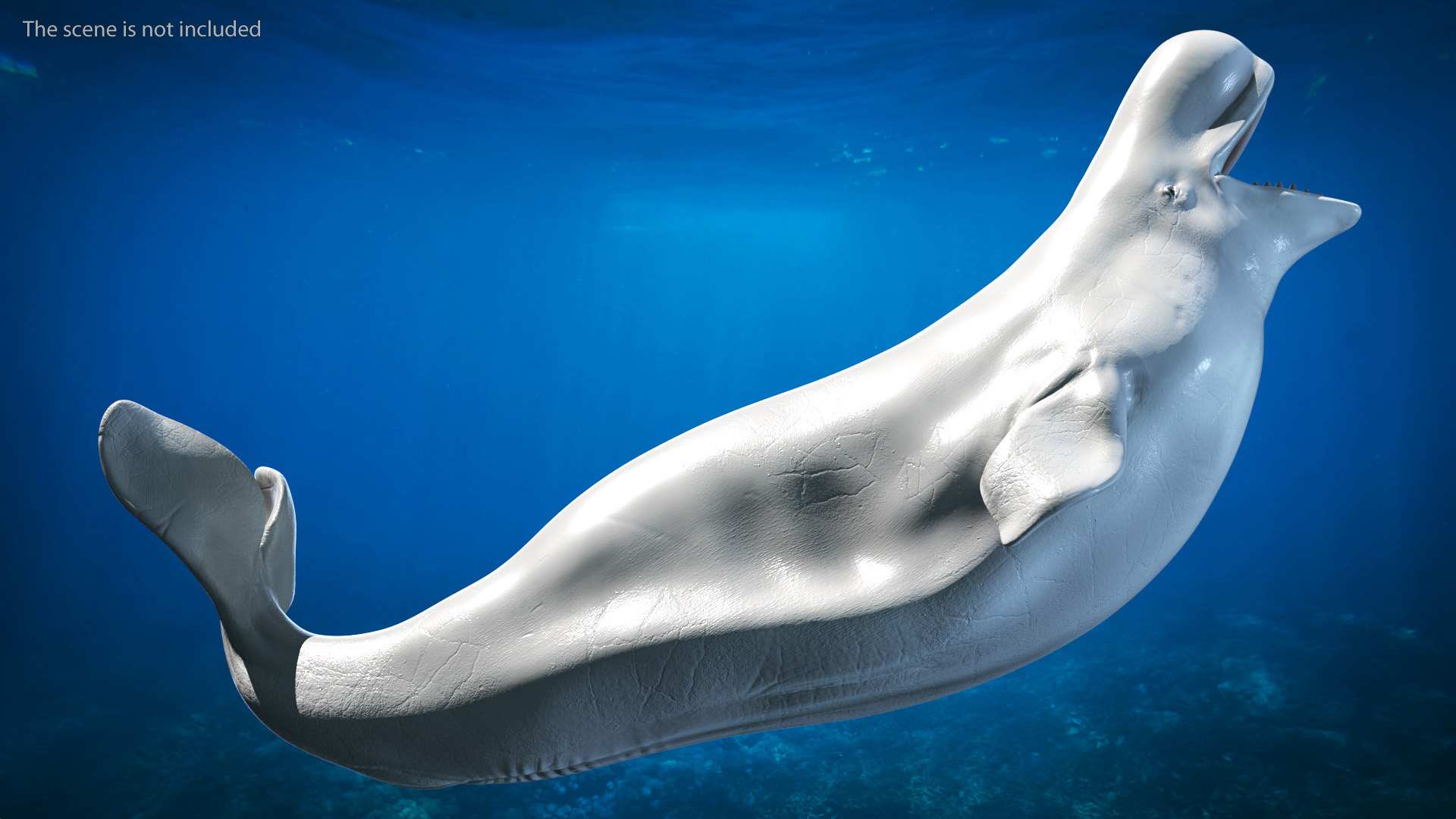 3D Beluga Whale Adult Playful Pose
