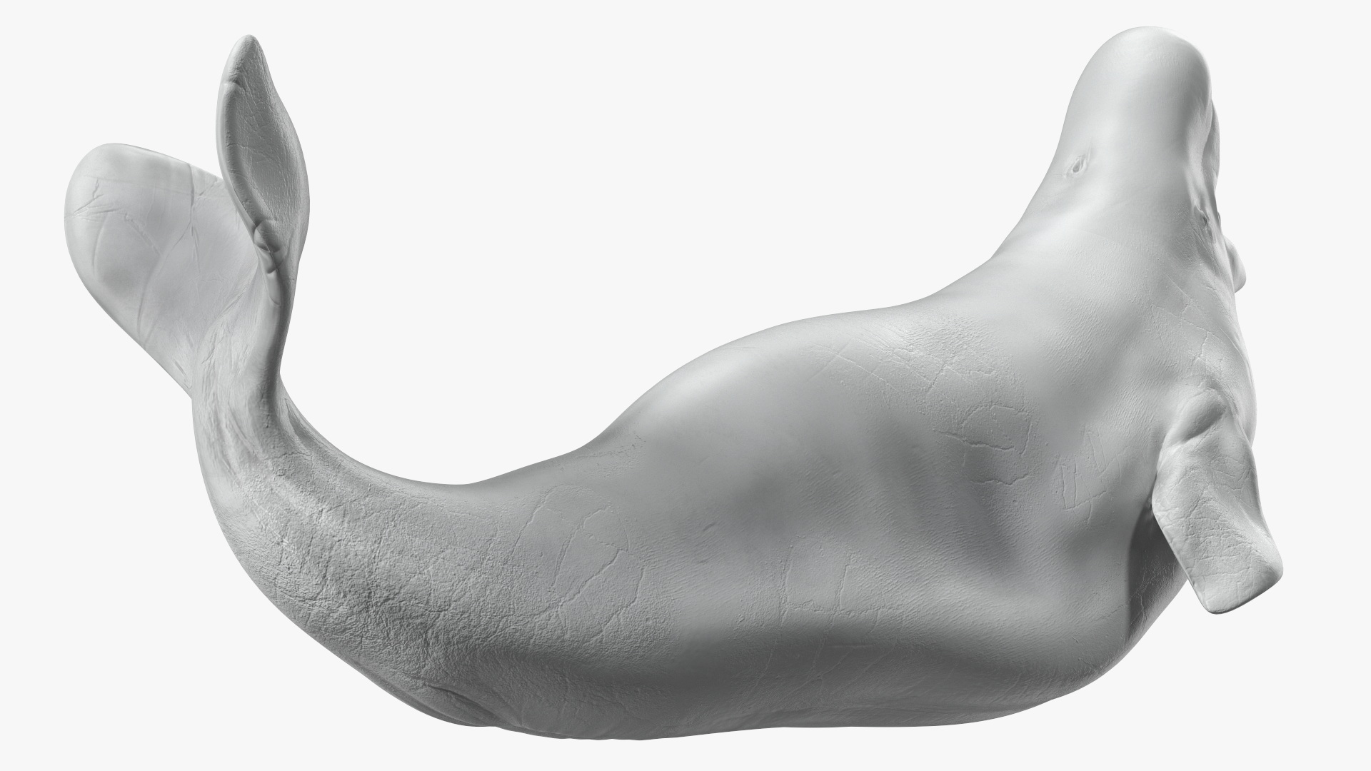 3D Beluga Whale Adult Playful Pose