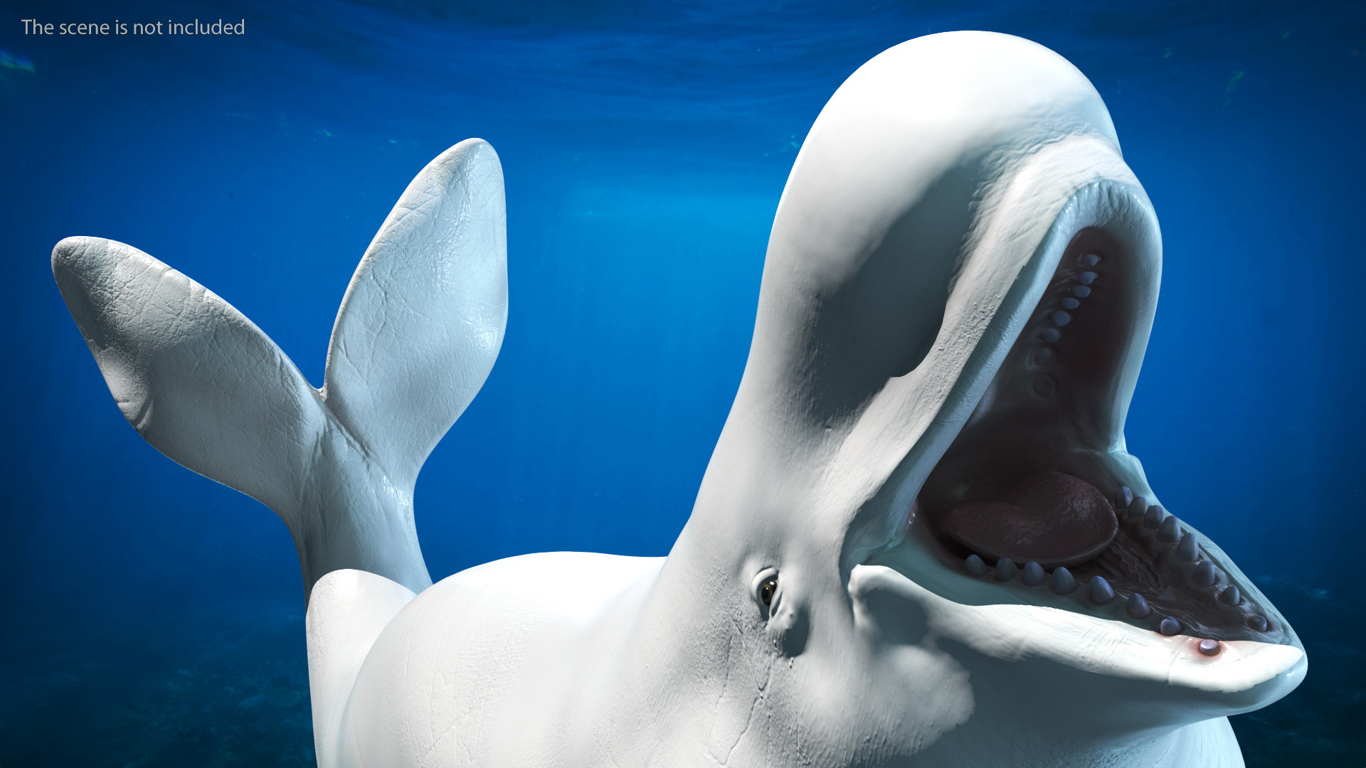 3D Beluga Whale Adult Playful Pose