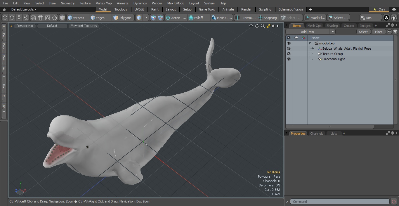 3D Beluga Whale Adult Playful Pose