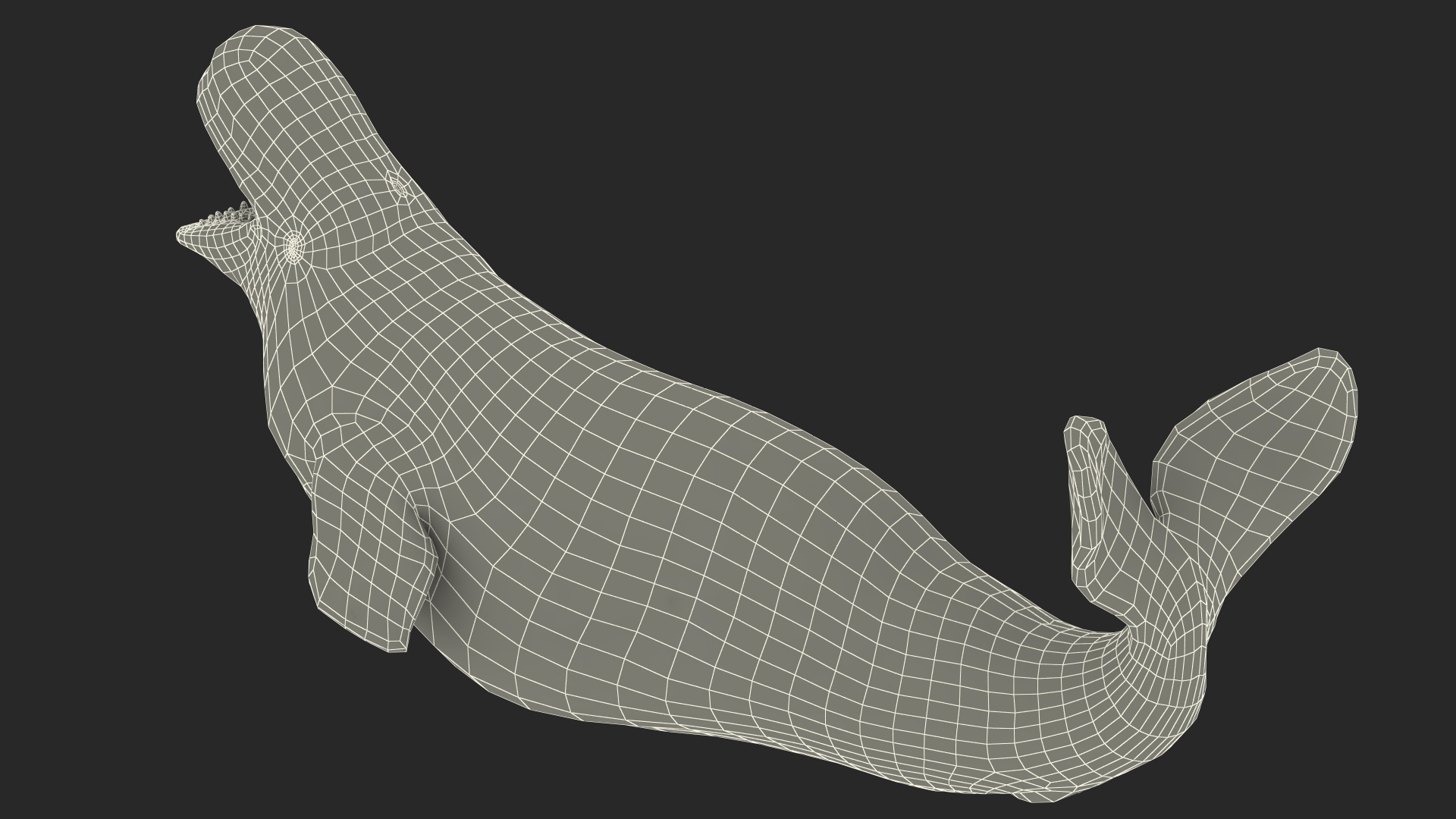 3D Beluga Whale Adult Playful Pose