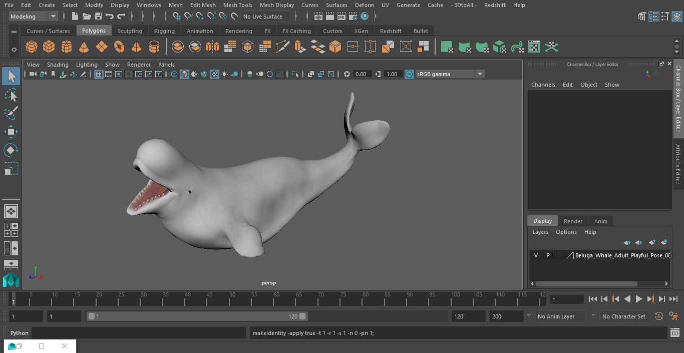 3D Beluga Whale Adult Playful Pose