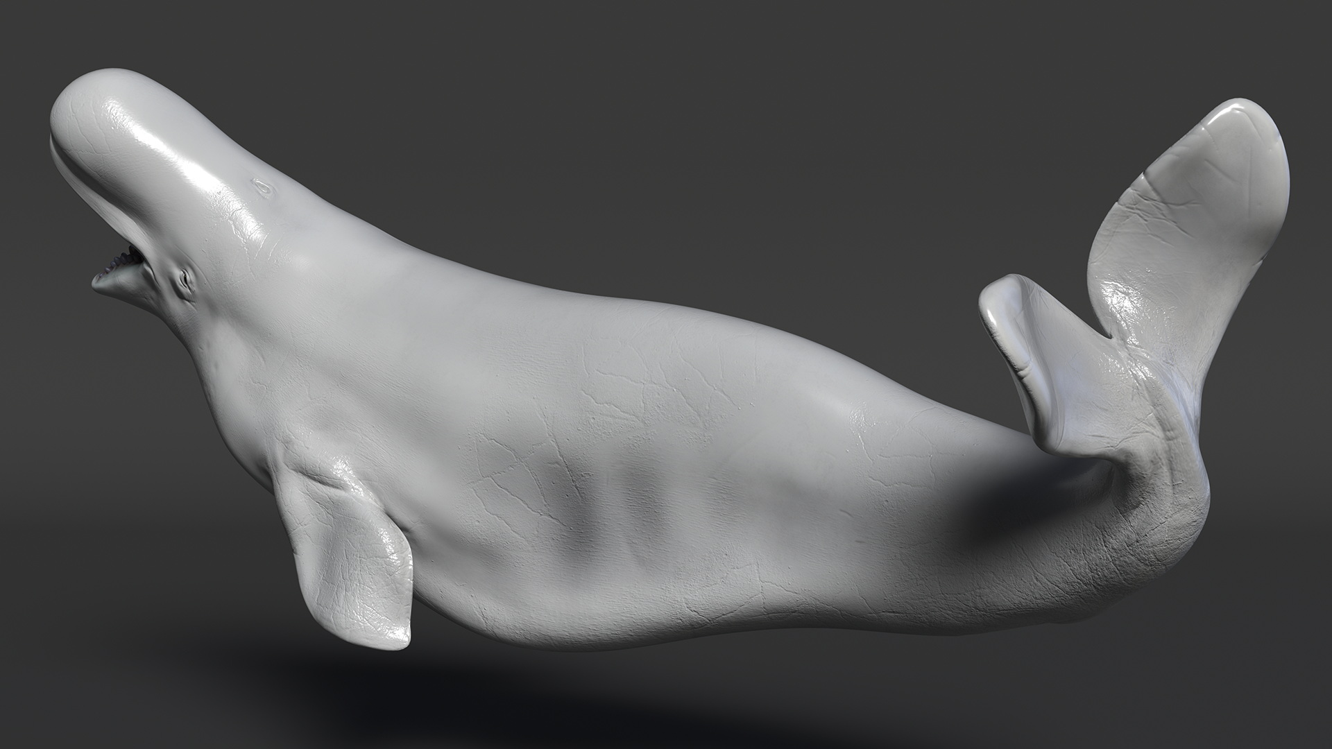 3D Beluga Whale Adult Playful Pose